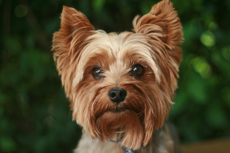 Yorkshire Terrier portrait showing a tan face and upright ears