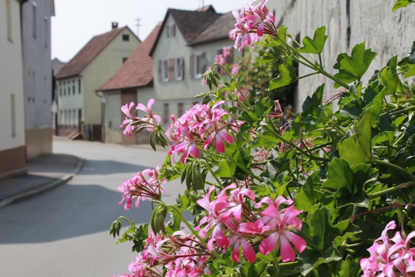 Close-up of vibrant flowers decorating the town streets