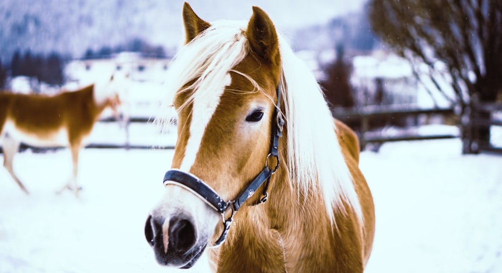 cavallo marrone e bianco che sta fuori durante il tempo della neve