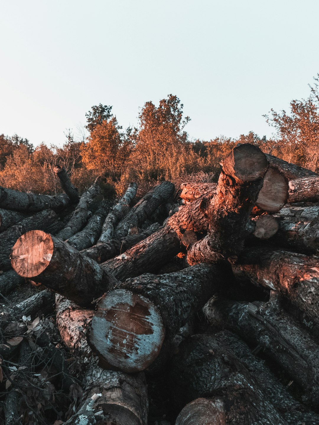 cut logs near trees under blue sky