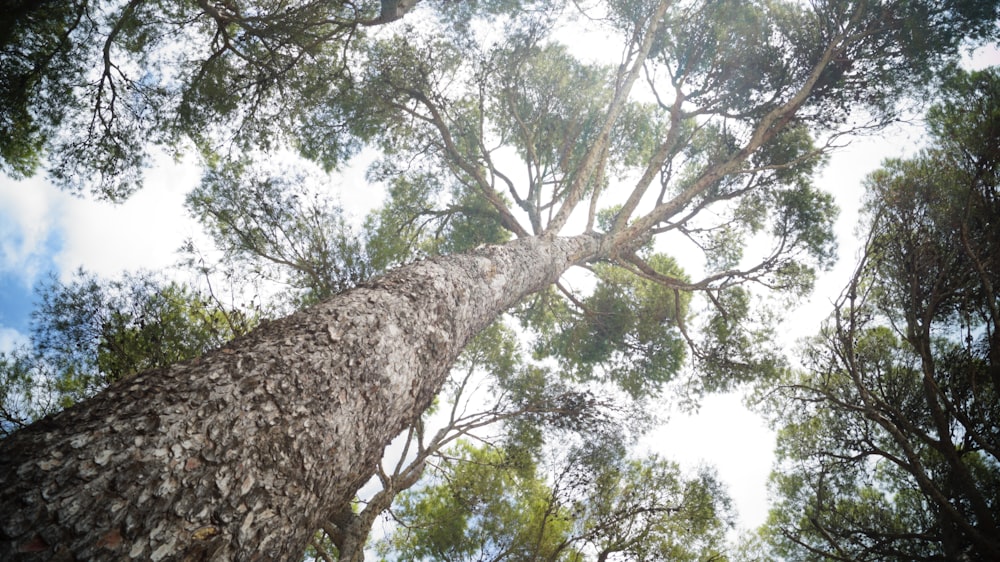 low angle photo of tall tree foliage