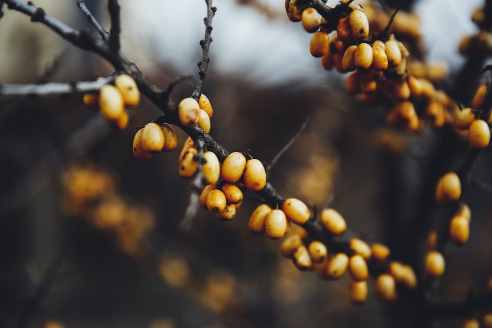 yellow fruits