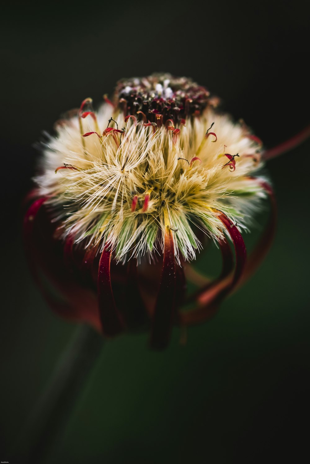 close-up photography of white and red flower