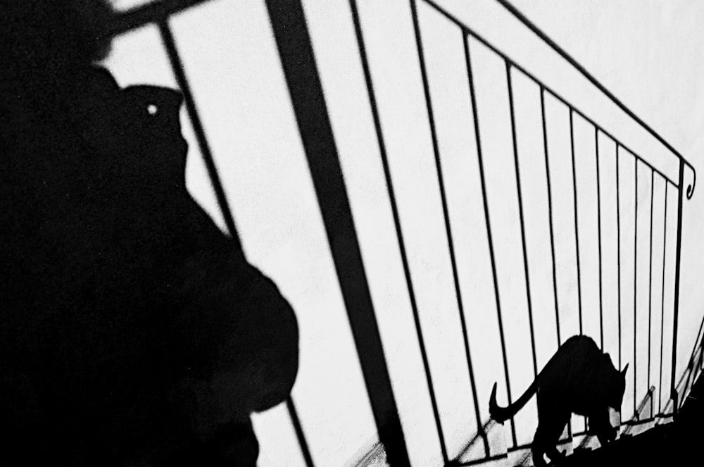 silhouette of cat stepping on stairs