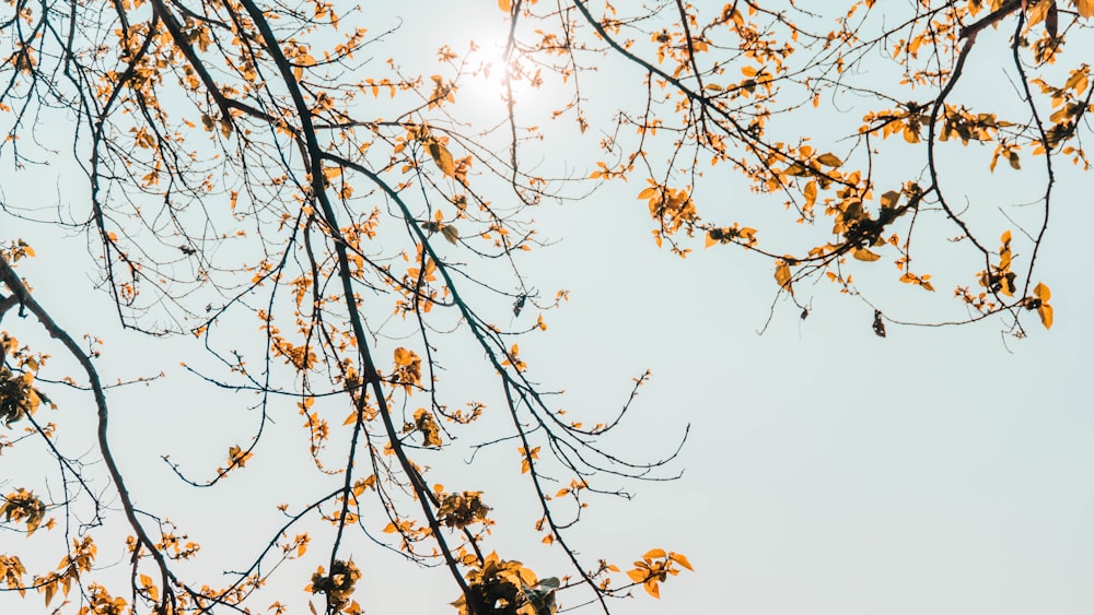 yellow tree branches