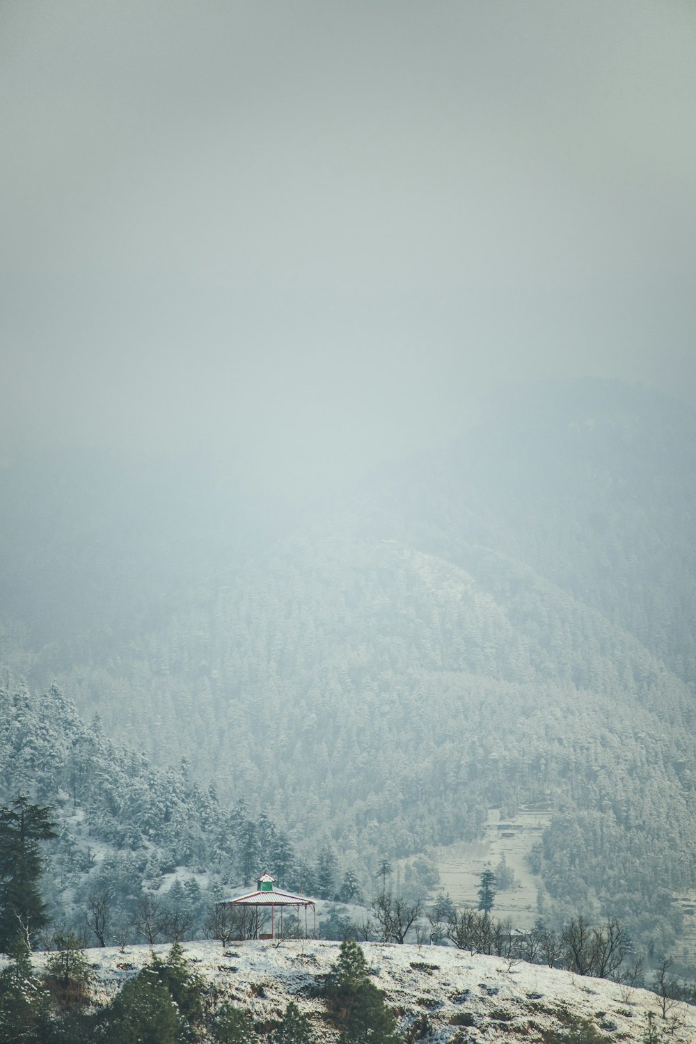 aerial view photography of forest