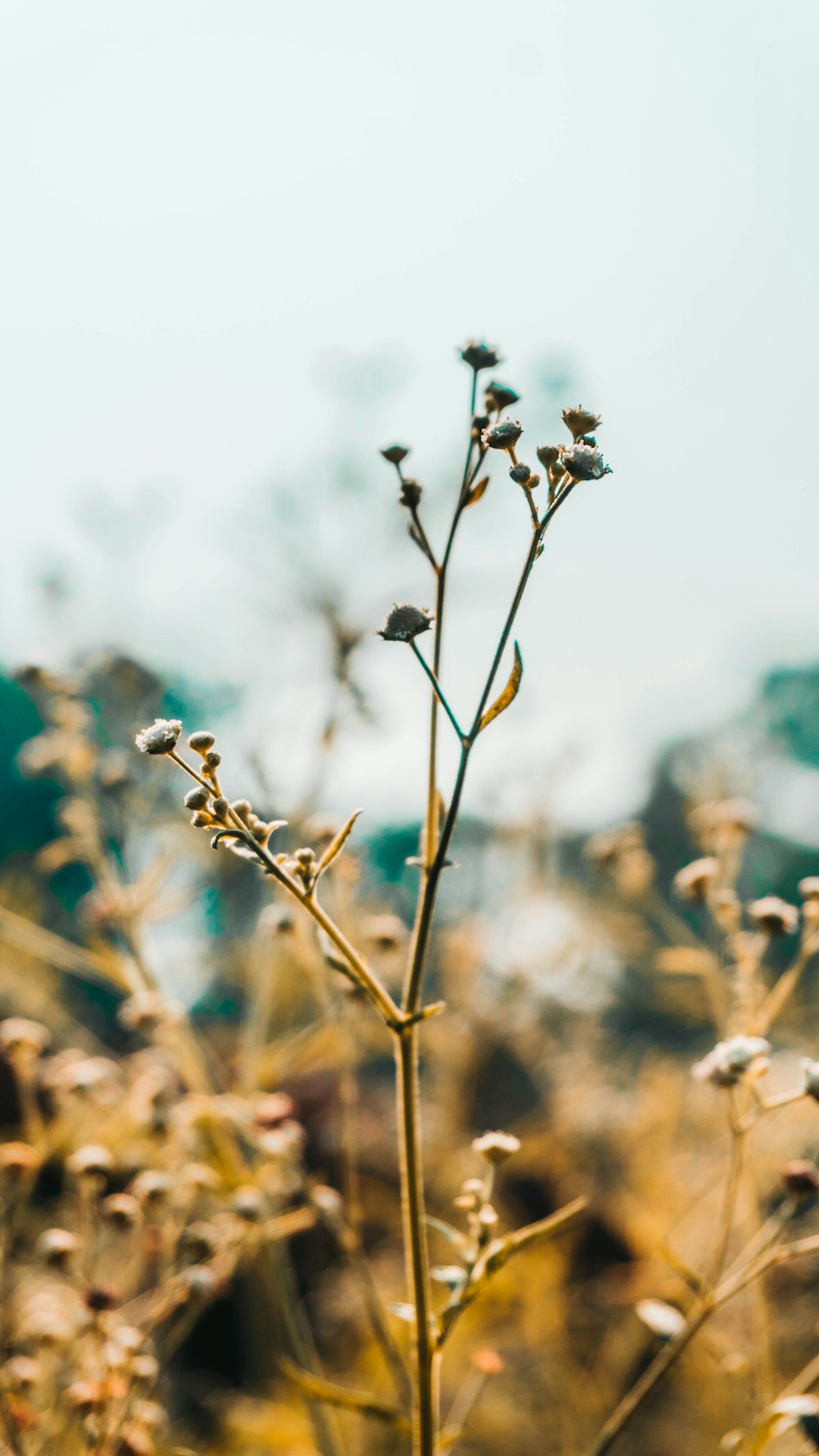 white flowers with green leaves during day