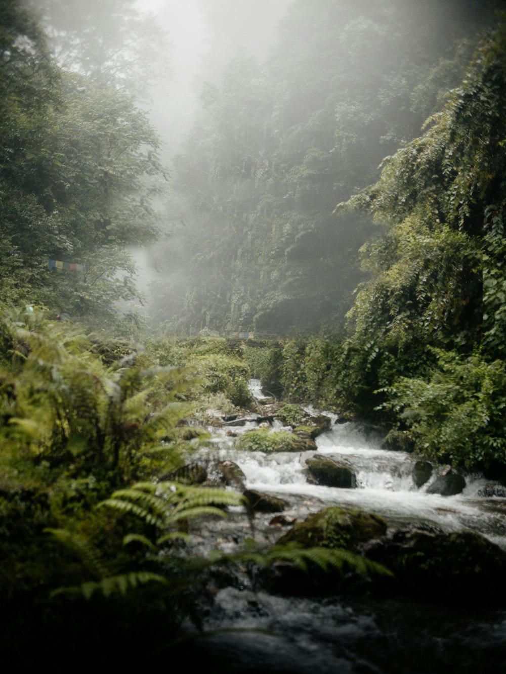 river on forest during daytime