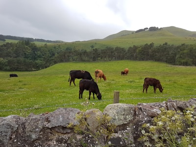 Cows are grazing in a lush green pasture with rolling hills in the background. A variety of brown and black cows can be seen spread across the field, surrounded by a stone wall in the foreground and a line of trees in the distance. The sky is overcast, giving the scene a slightly muted light.