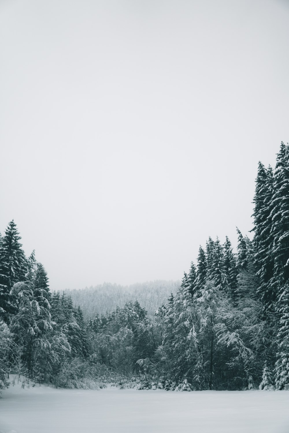 snow covering mountain slope lined with pine trees