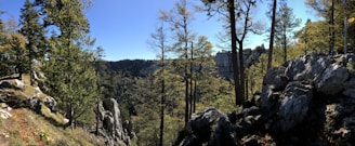 A scenic landscape featuring a forested area with a mix of evergreen and deciduous trees. Rocky cliffs and large boulders are prominently visible in the foreground. The background includes a vast woodland stretch that extends into the horizon under a clear blue sky.