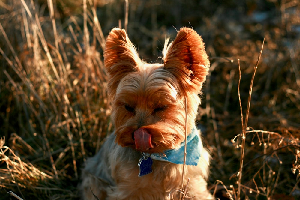 short-coated brown dog