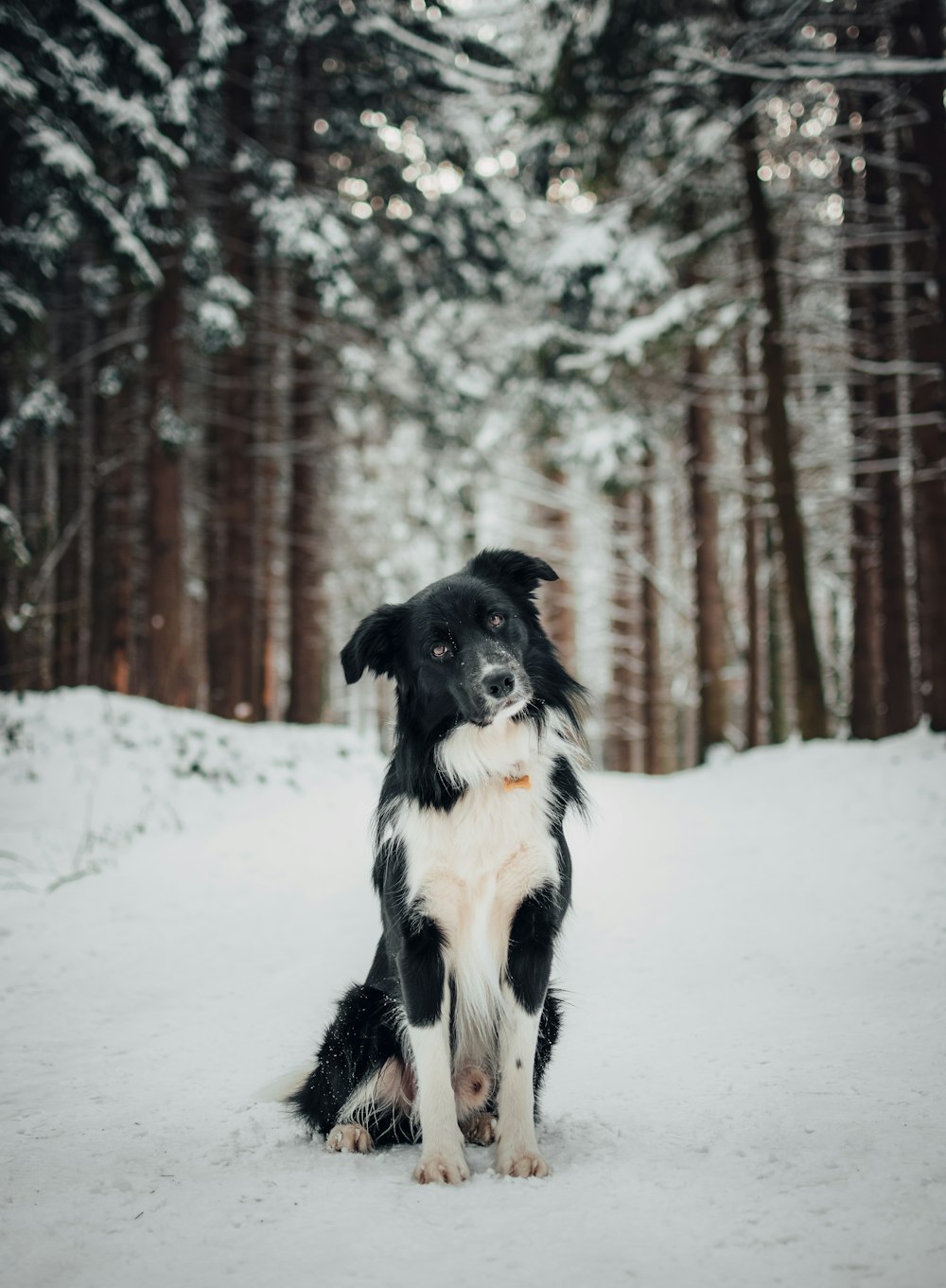white and black dog on snow field