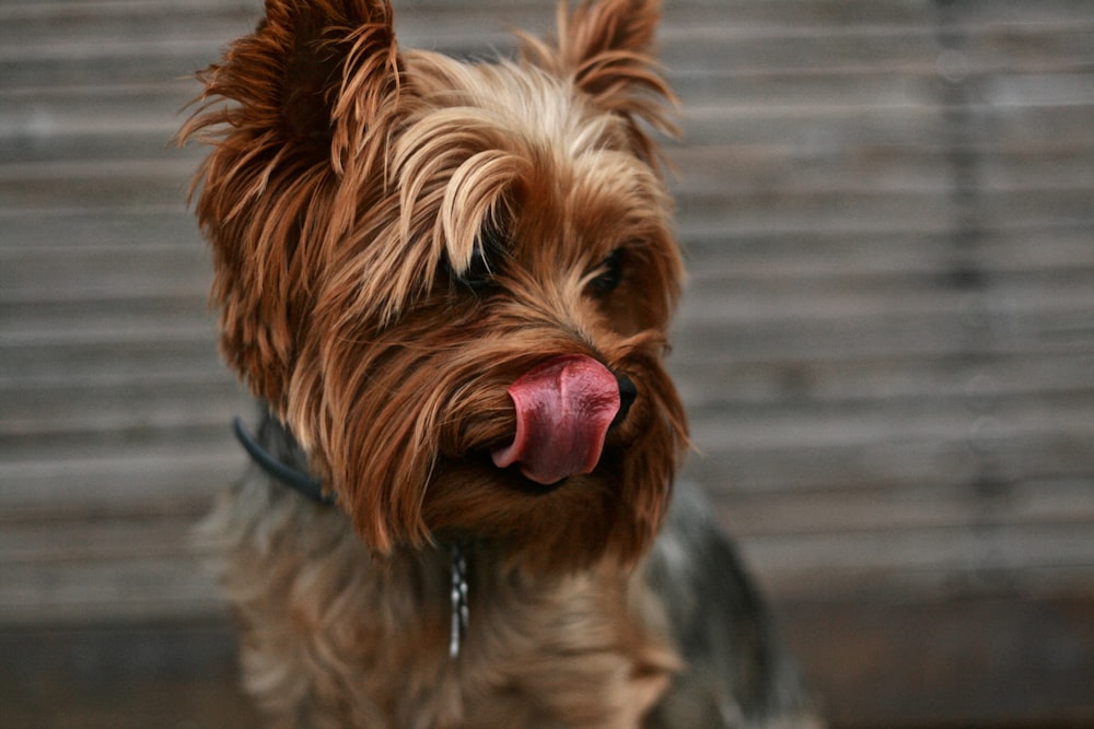 brown Shih tzu showing tongue