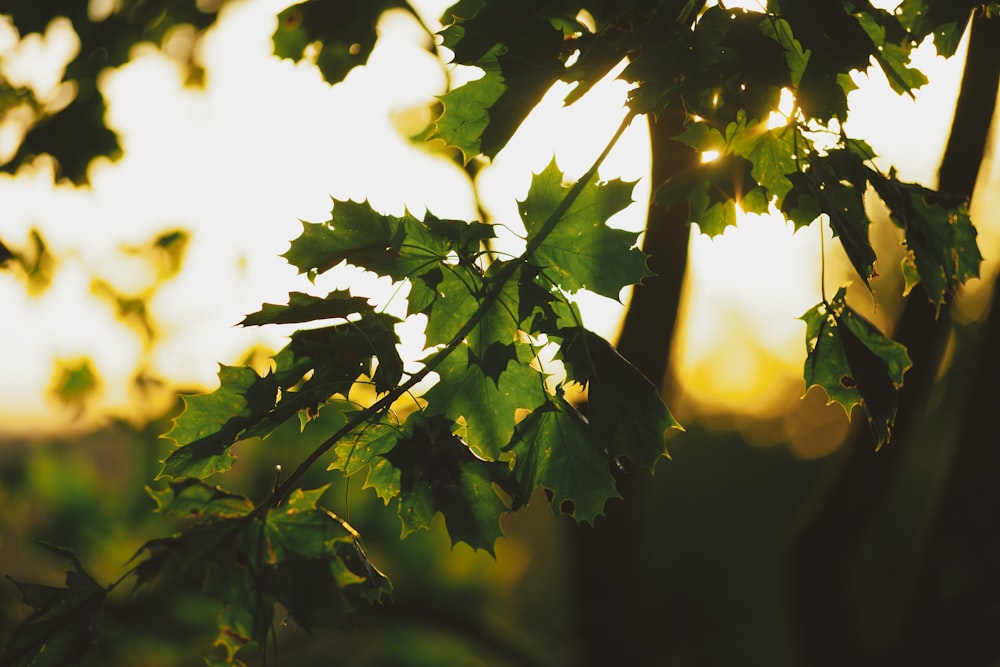 sunlight through green leaves