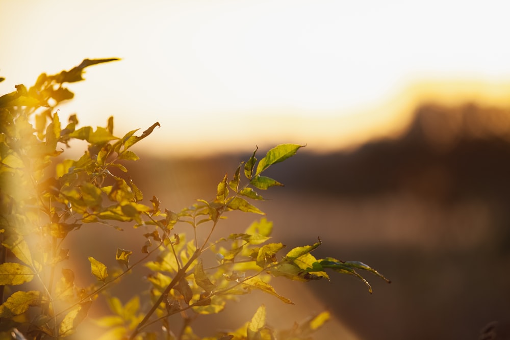 green-leafed plant