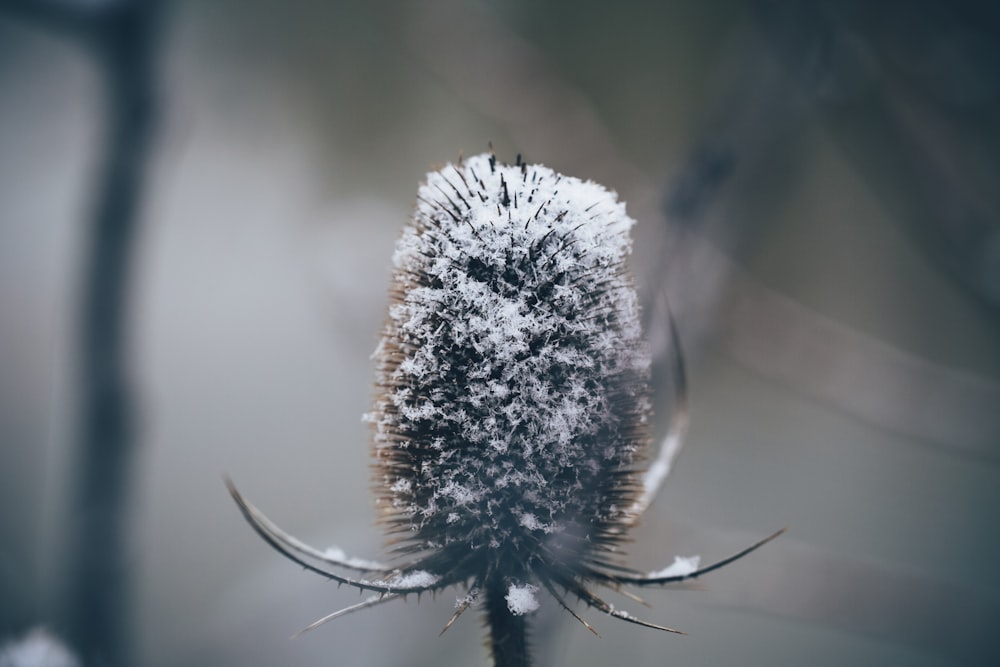 selective focus photography of flower