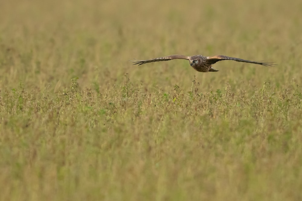 brown hawk