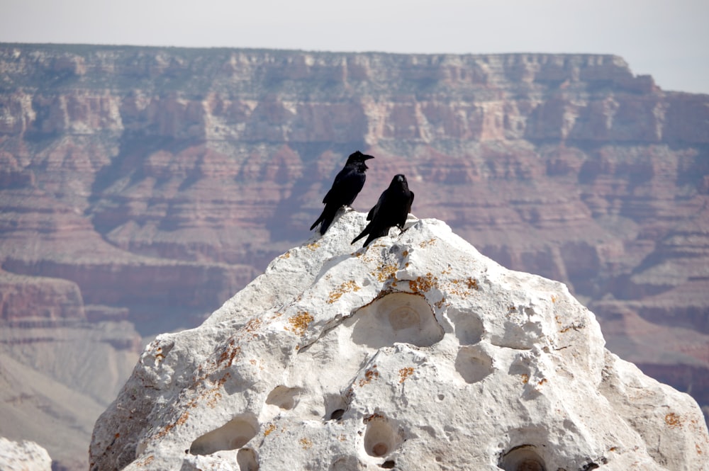 two black birds on rock formation during daytime