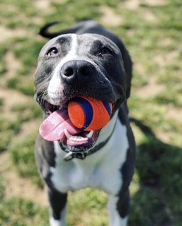 A happy dog playing with a bright ball in a park.