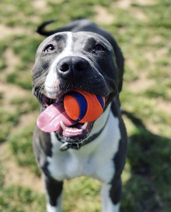 A happy dog playing with a colorful ball outdoors