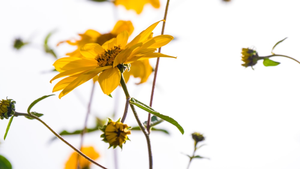 yellow-petaled flowers