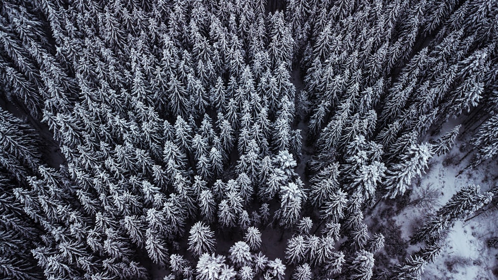 pine trees in high-angle view photography