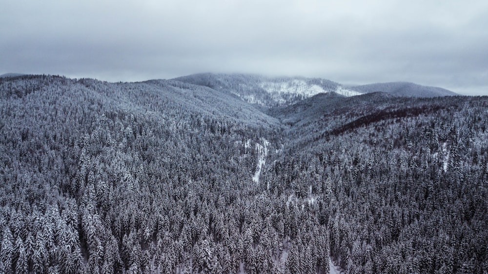 aerial view photography of forest