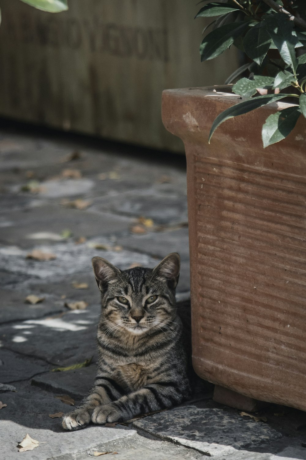 gray tabby cat resting beside brown flower pot