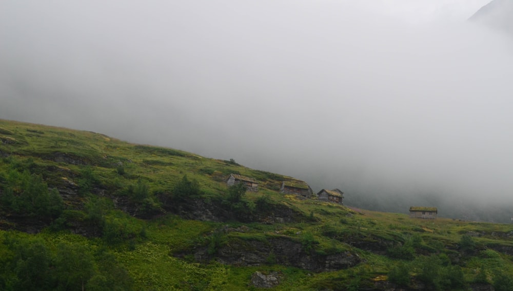 green grass filled with fog