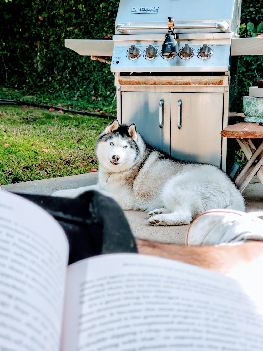 Siberian husky lying in front of gas grill outdoors