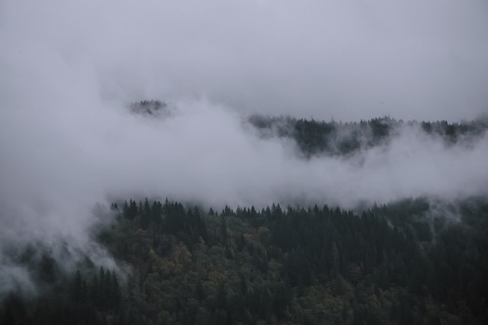 smoke covering forest