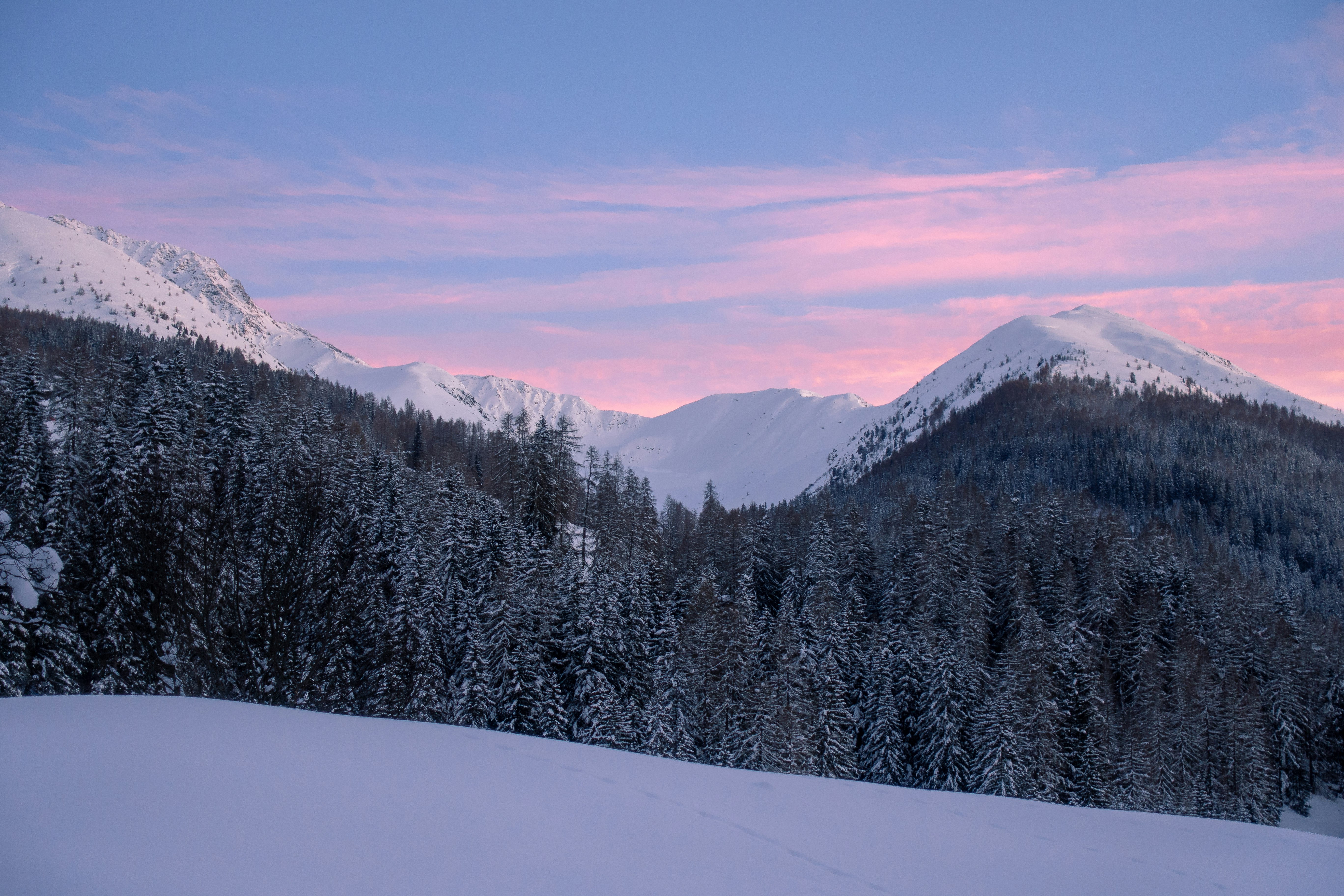 trees and mountain