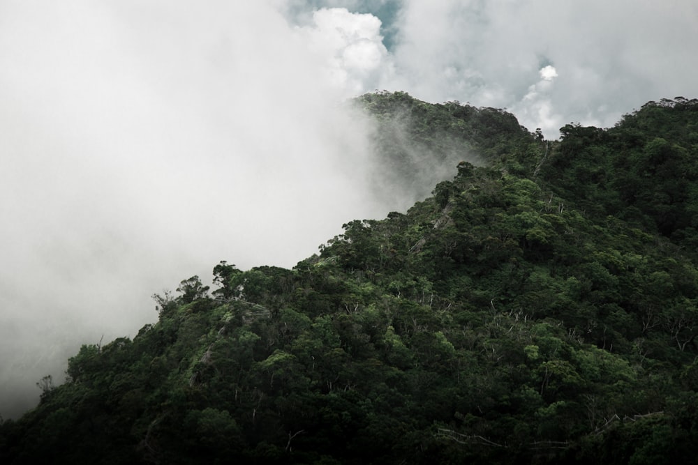 mountain with fogs