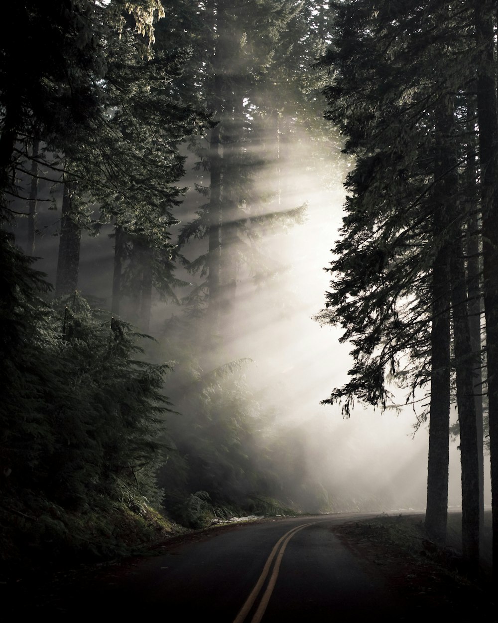 luce del sole che passa attraverso fitti boschi lungo la strada tortuosa