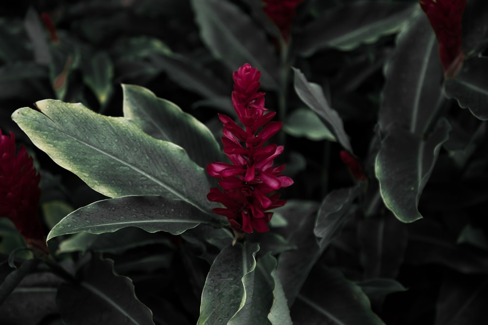 fleur à pétales rouges