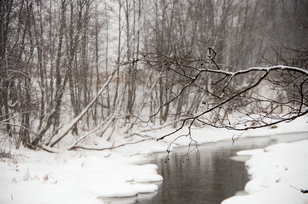 lake between gray withered trees