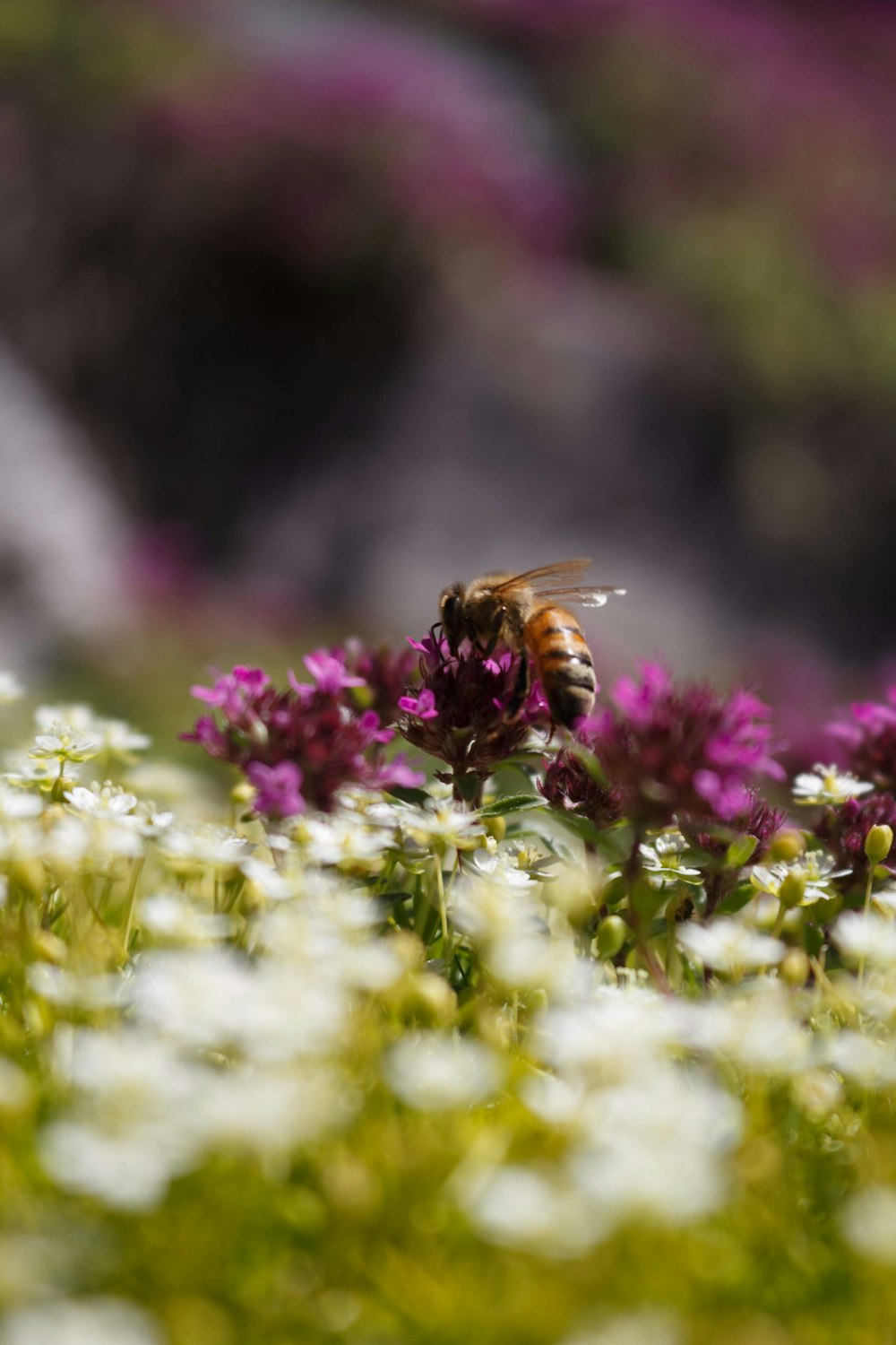 a bee on a flower in a field of flowers
