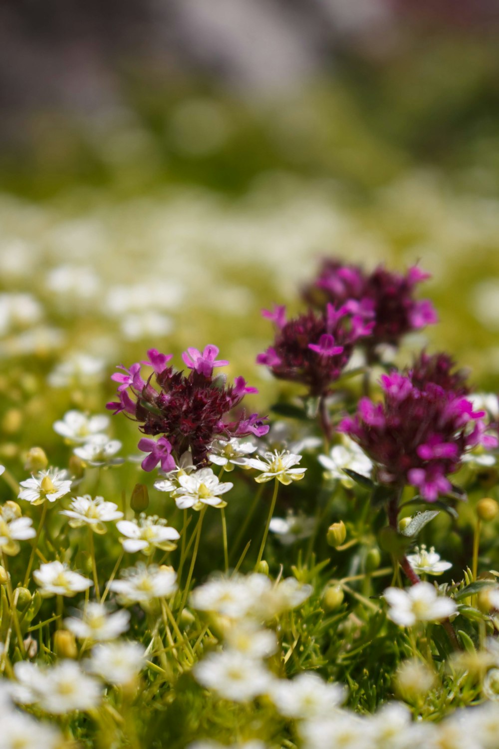 white and purple-petaled flower