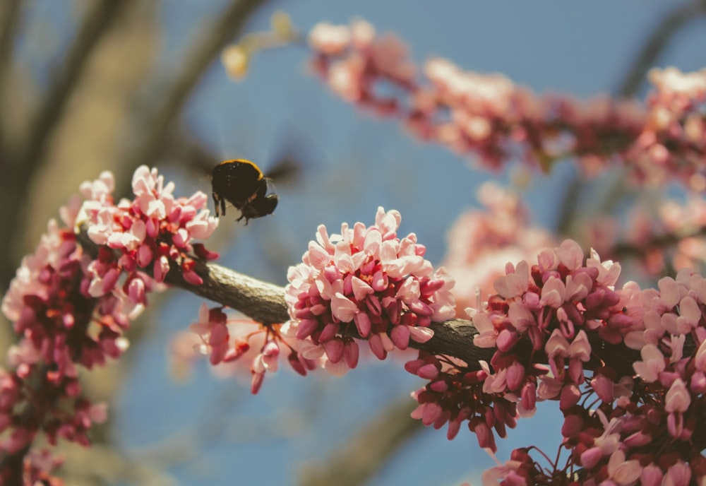 selective focus photography of bee flying over pink blossom tree