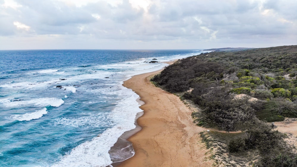 shore beside trees nature photography