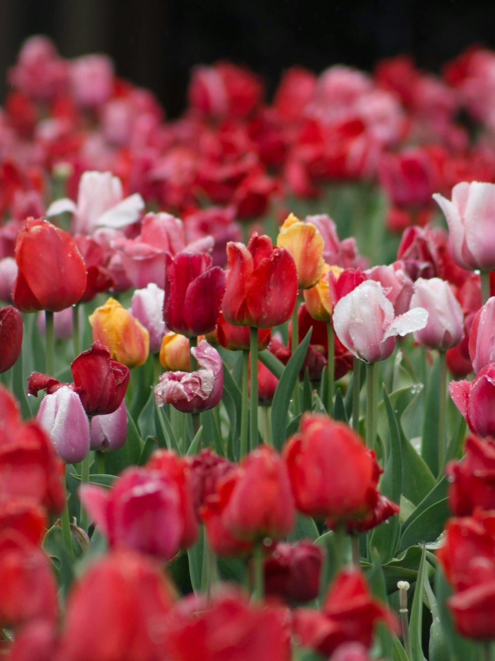 red, pink, and yellow tulip flowers