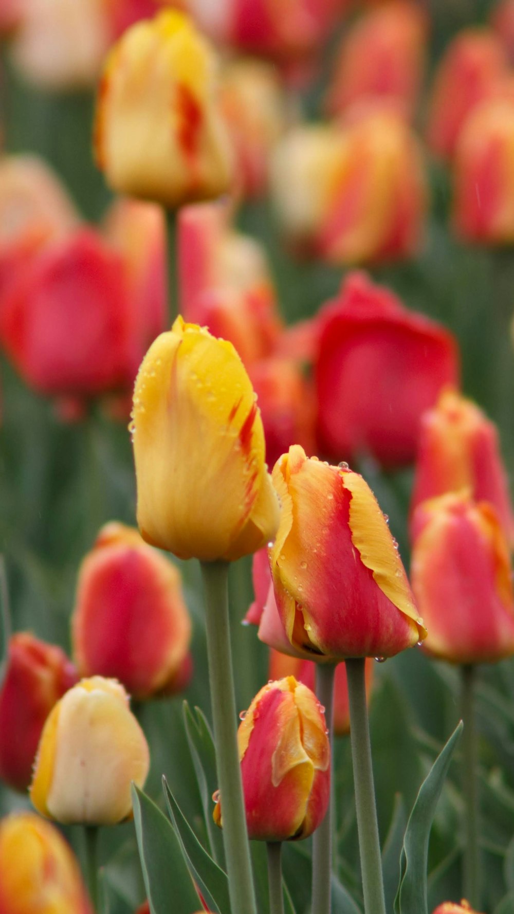 red and yellow tulips