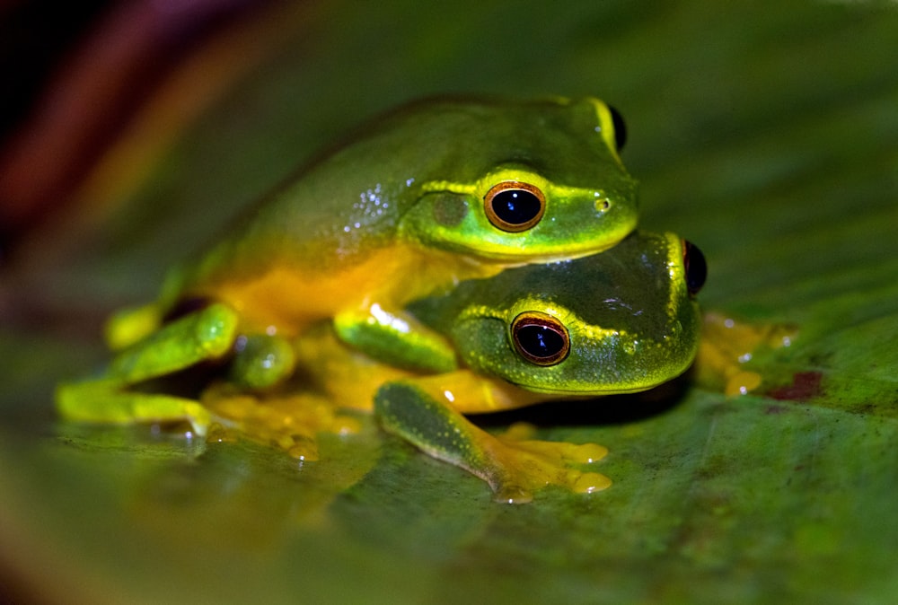 잎에 녹색 개구리 2 마리