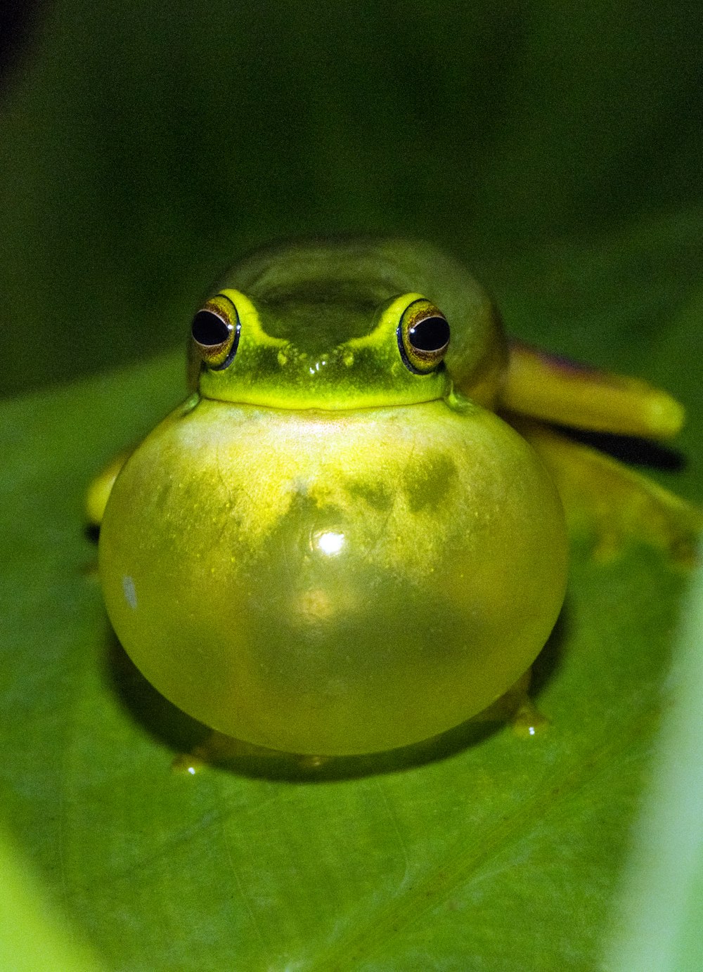 rana verde su foglia verde