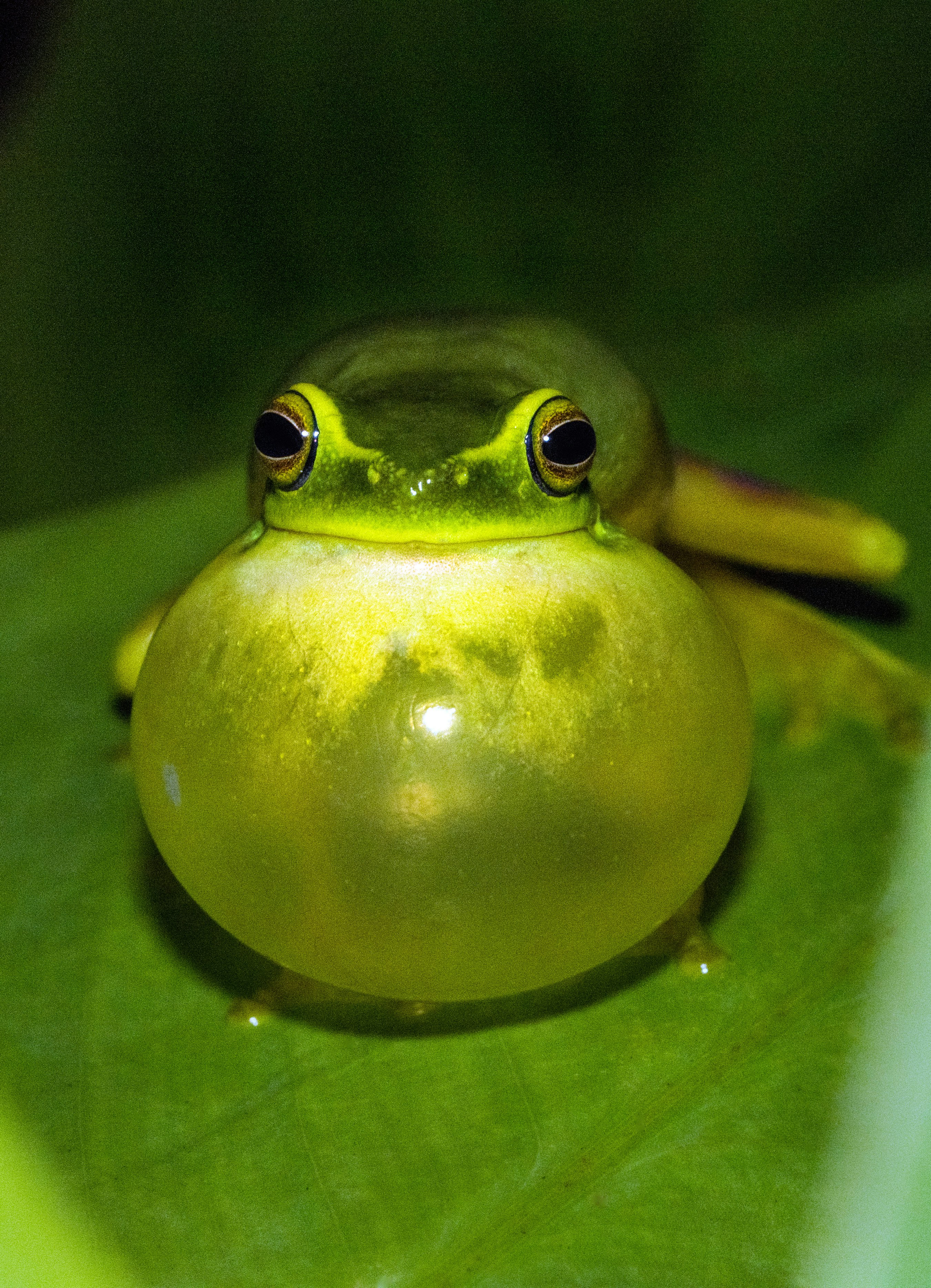 green frog on green leaf