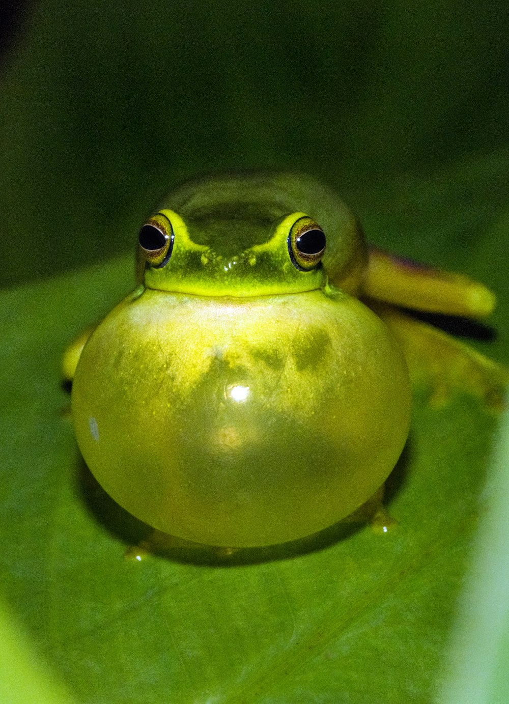 grüner Frosch auf grünem Blatt
