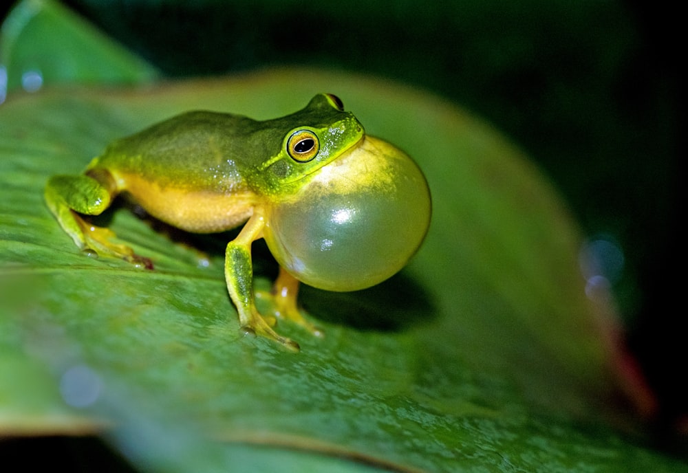 green leaf frog on green leaf in macro photography