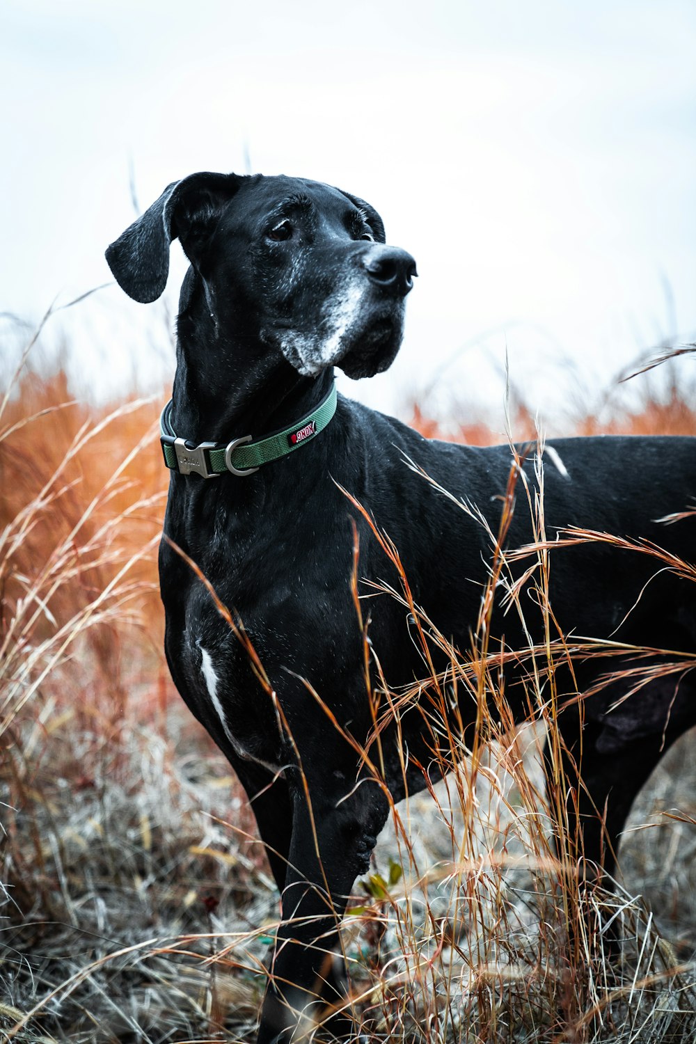 short-coated black dog