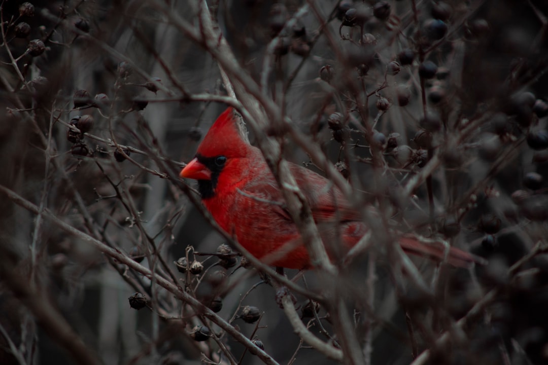 selective focus photography of cardinal bird
